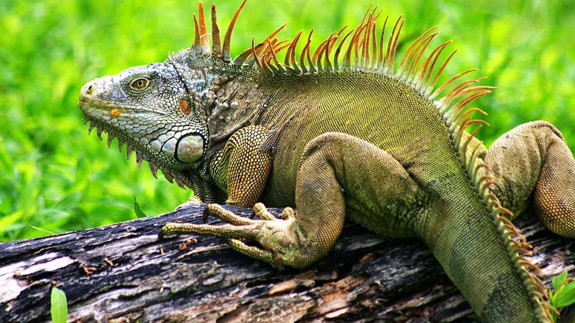 Iguane vert