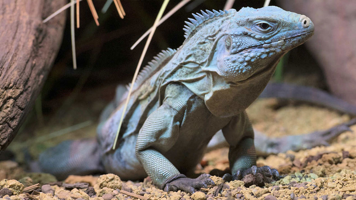 Iguane bleu