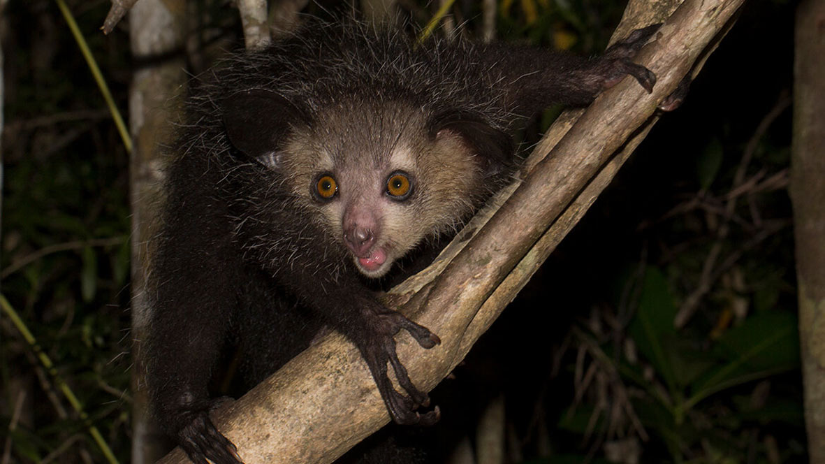 Petite Main (Aye-Aye)