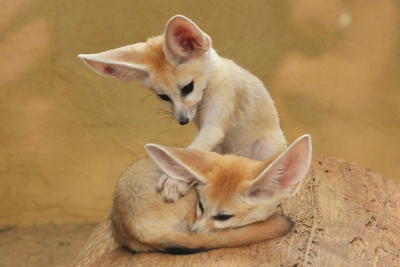 Renard fennec