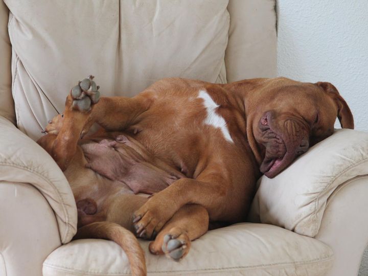 Le chien de Bordeaux dort