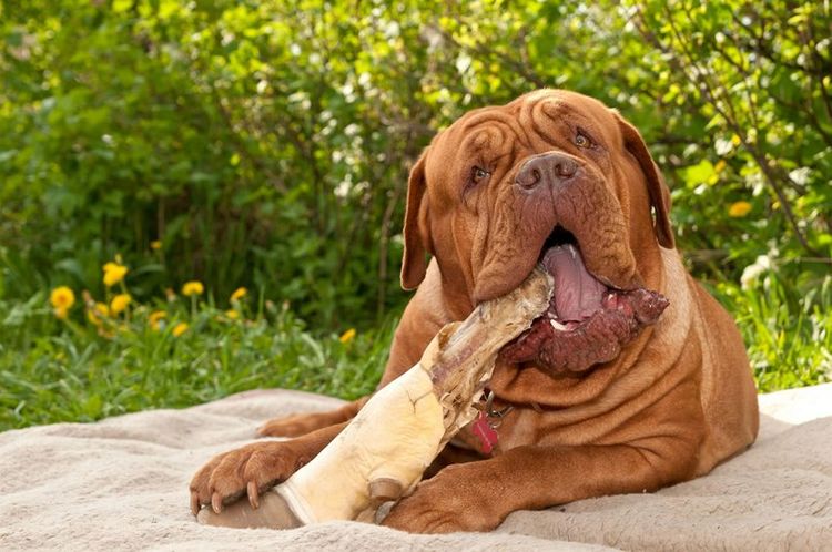 Un chien bordelais mâche un bâton.