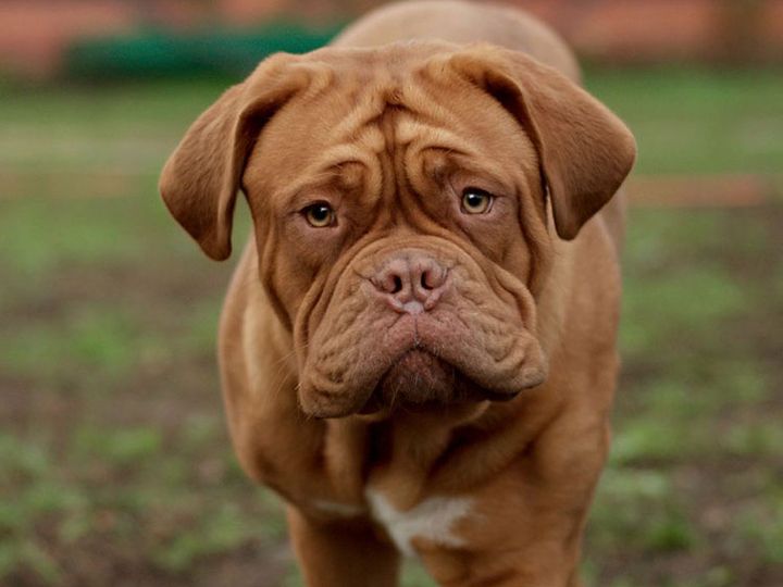 Dogue de Bordeaux