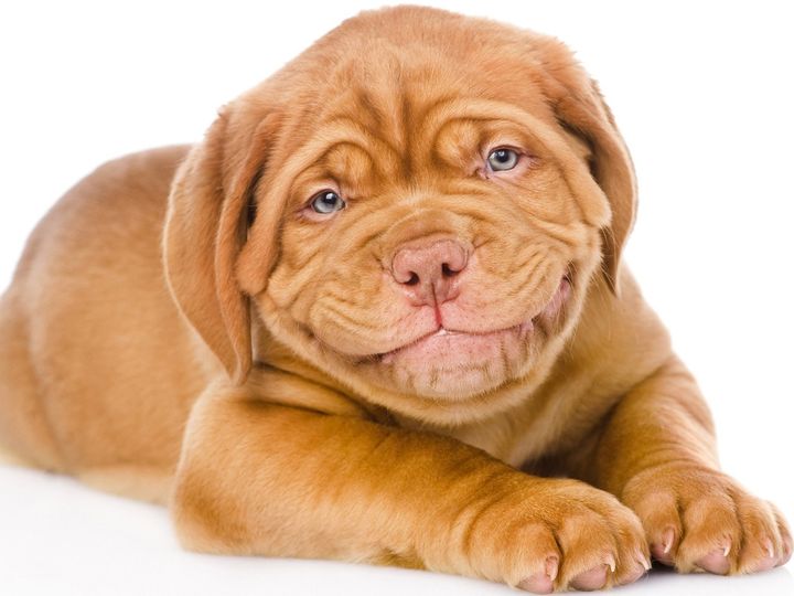 Dogue de Bordeaux