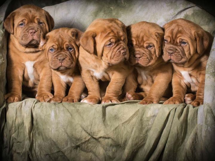Dogue de Bordeaux