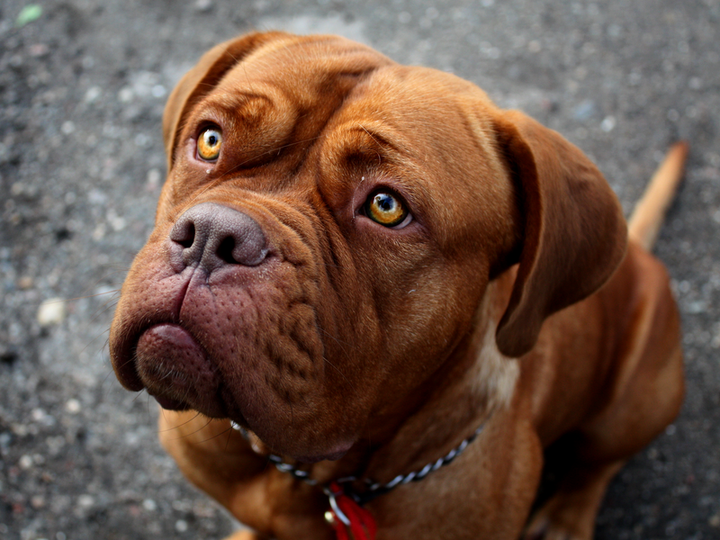 Dogue de Bordeaux