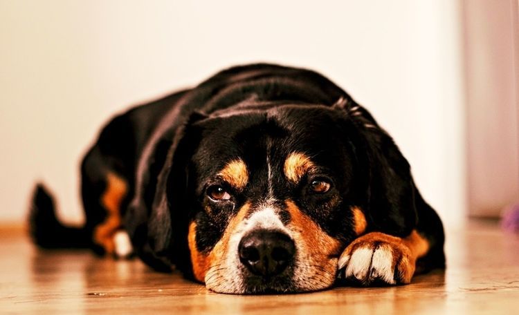 L'apathie chez un chien