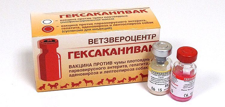 Vaccin Hexacanivac pour chiens