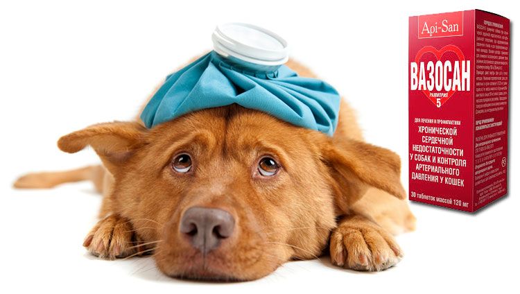 Vasosan Plus pour chiens