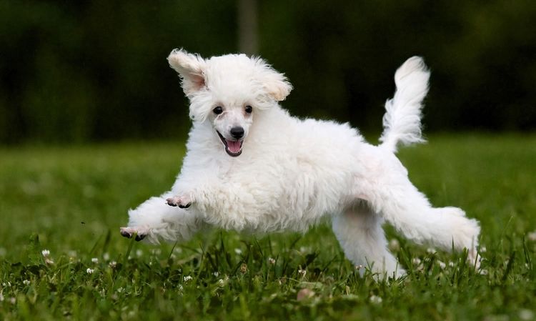 Chien en bonne santé