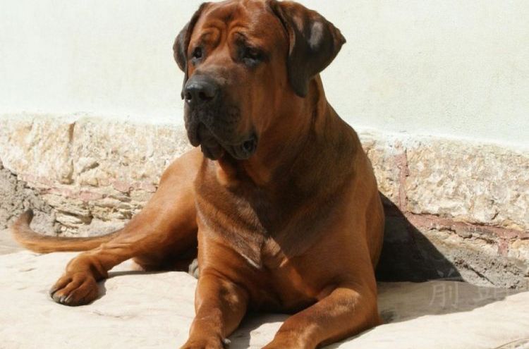 Tosa Inu (Mâtin japonais)