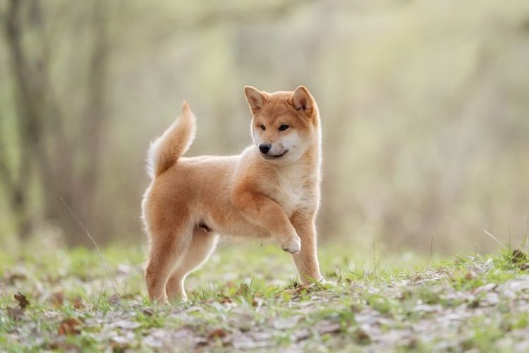 Jomon Shiba