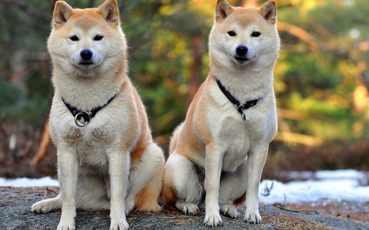Akita Inu