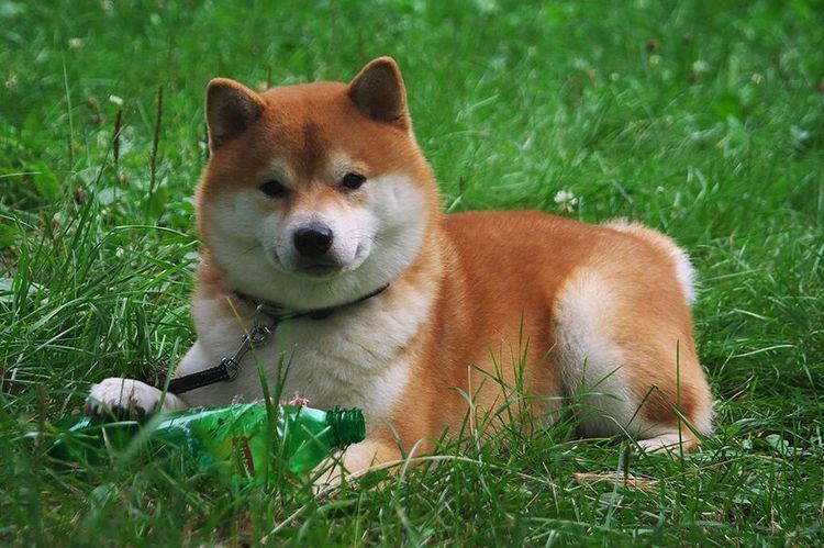 Shiba Inu