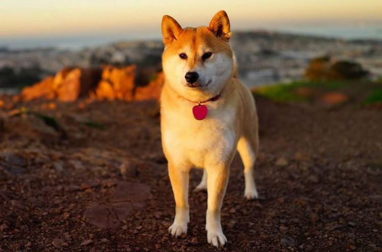 Akita Inu