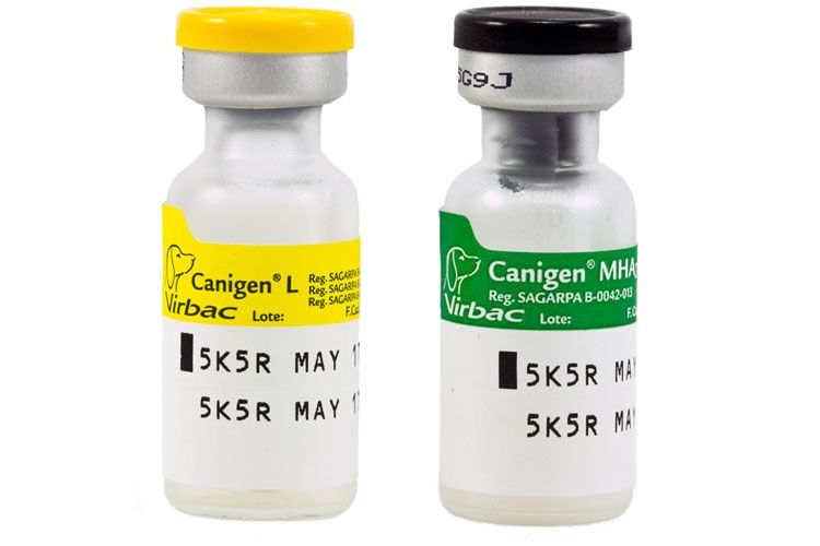 Vaccin Canigen pour chiens