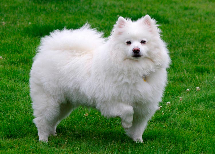 Chien Spitz américain