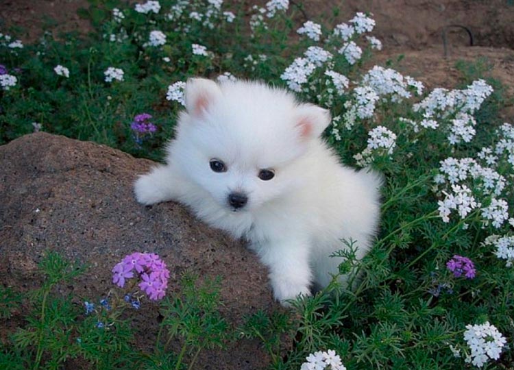 chiot Spitz américain
