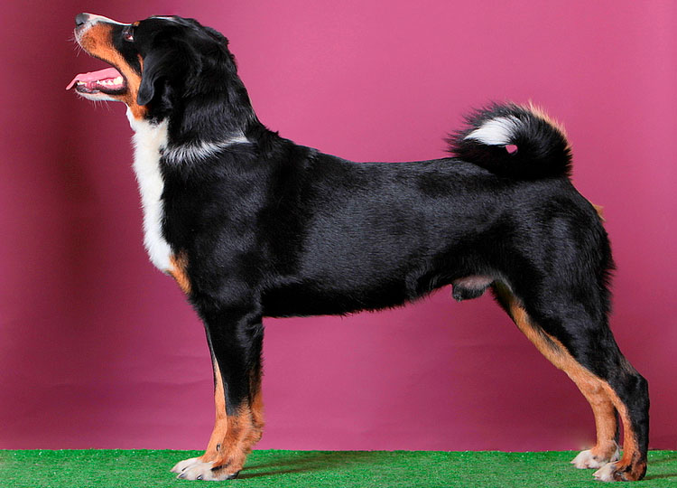 Classe d'exposition Appenzeller Sennenhund