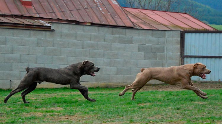 Bandog américain ou mastiff de Bandog