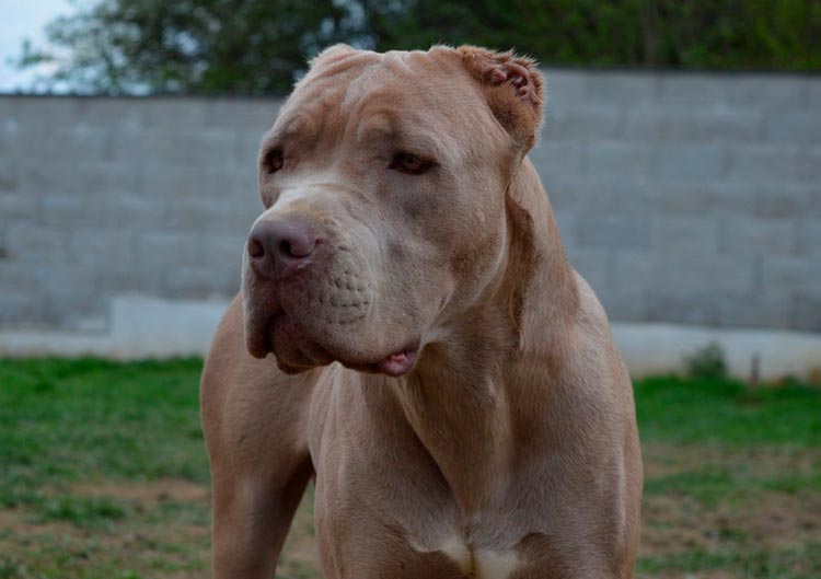 Chien de type Bandogge américain