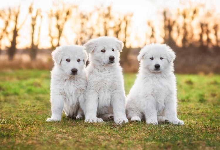 chiots Berger Blanc Suisse