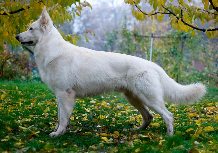 race de berger blanc suisse