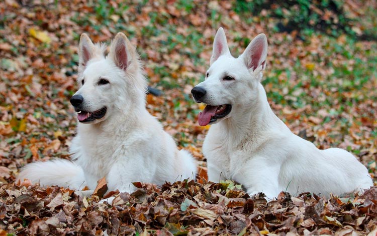 type de pelage du Berger Blanc Suisse