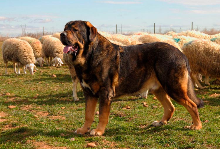 Personnage de mastiff espagnol