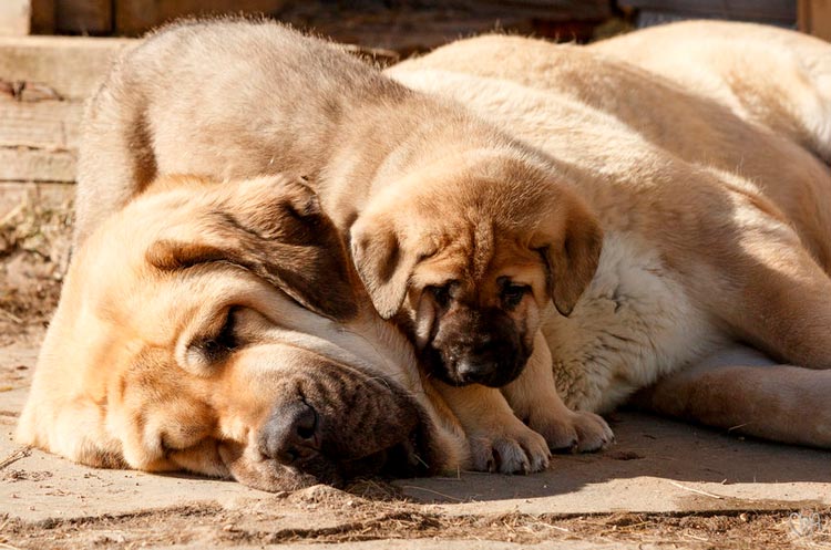Combien coûte un mastiff espagnol ?
