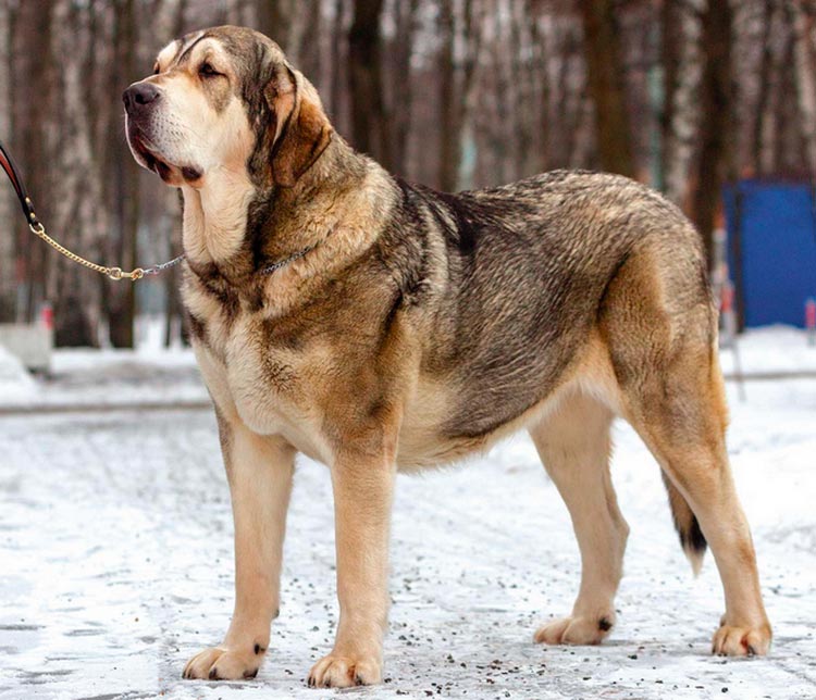 Chien de mâtin espagnol