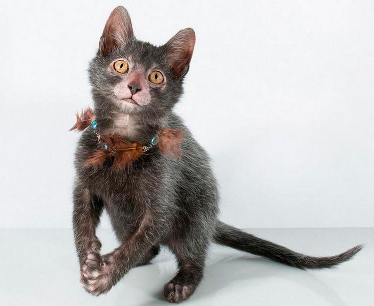 Combien coûte Lykoi ?