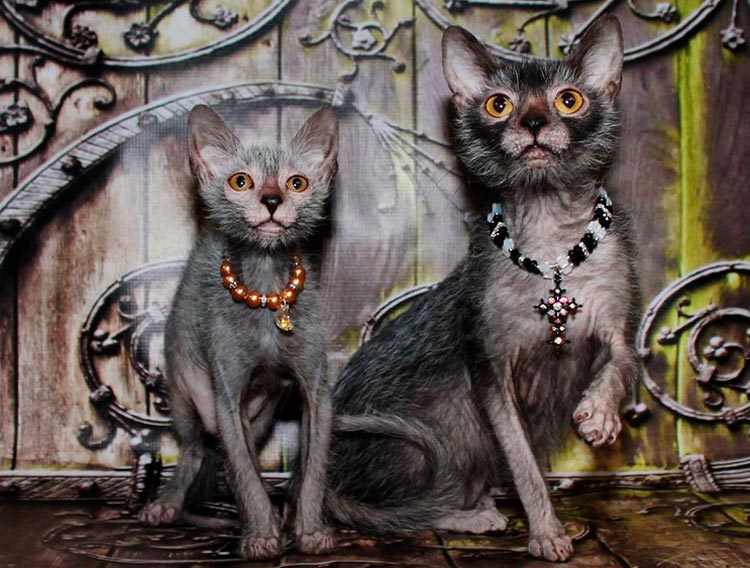 Chat et chat Lykoi