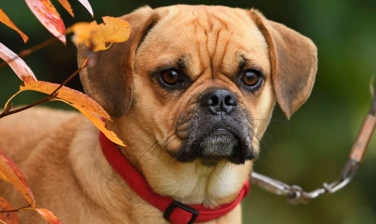 À quoi ressemble un puggle ?