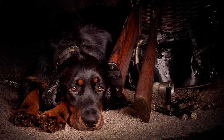 Setter écossais à la chasse