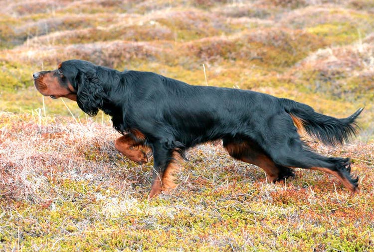 Setter écossais debout