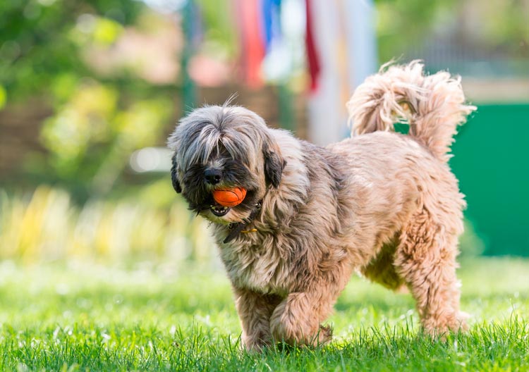 coupe de cheveux pour Terrier Tibétain