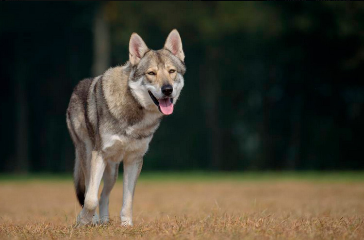Le personnage de Saarloos, un chien-loup