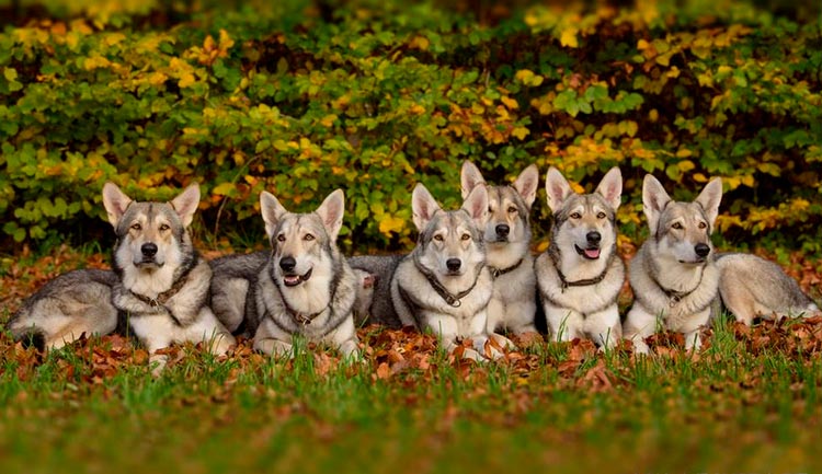 Chien-loup de Saarloos