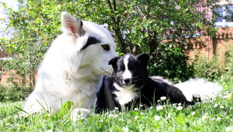 Laïka de Yakoutie avec un chiot