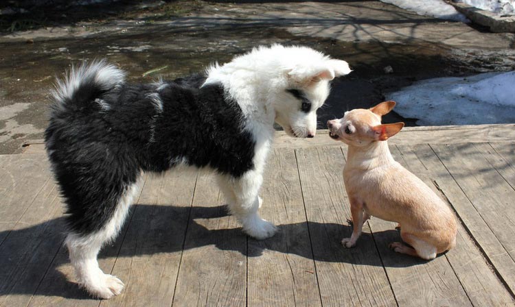 Chiot Yakutian Laika et Chihuahua