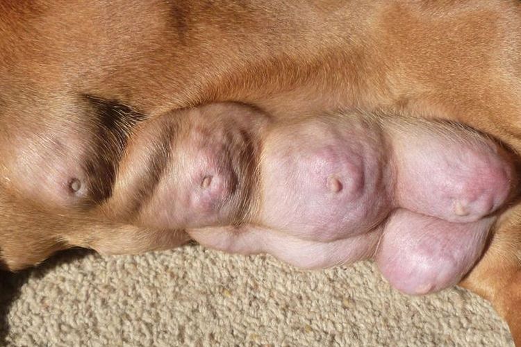 Mammite chez un chien