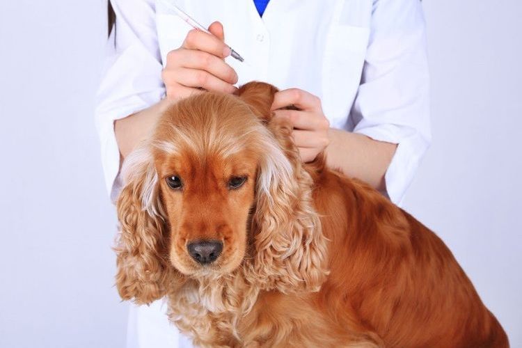 Injection à un chien