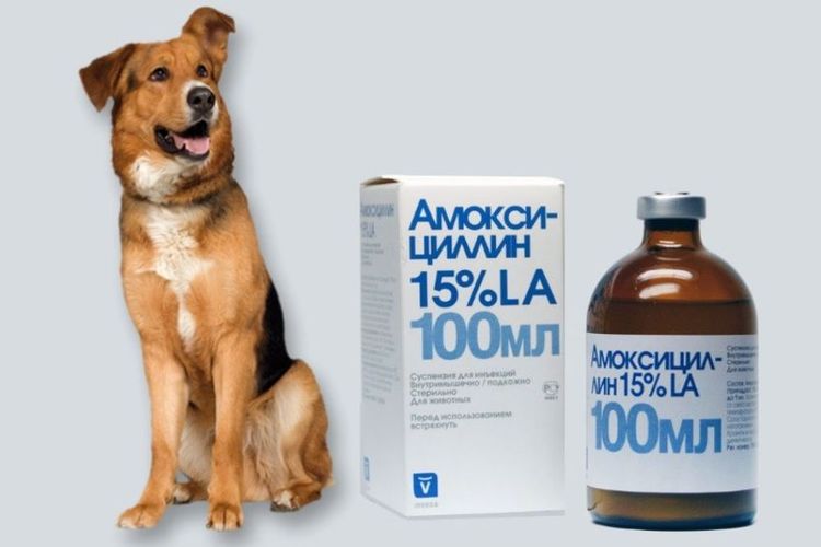 Amoxicilline pour chiens