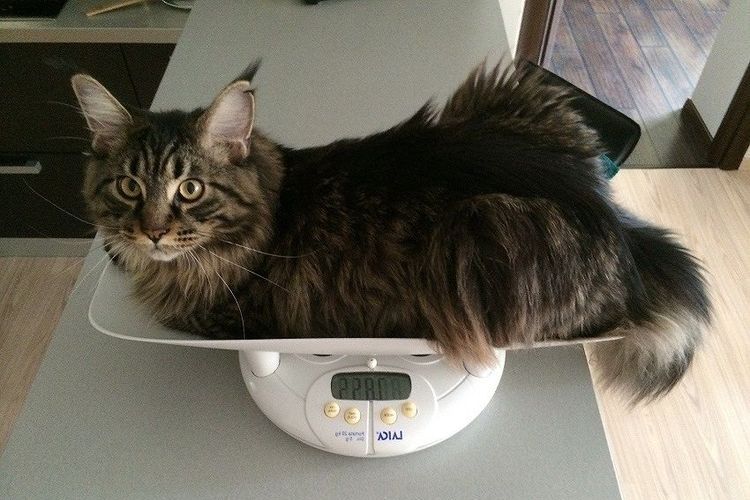 Chat sur la balance