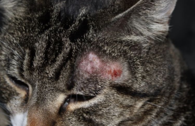 Signes d'allergies chez les chats