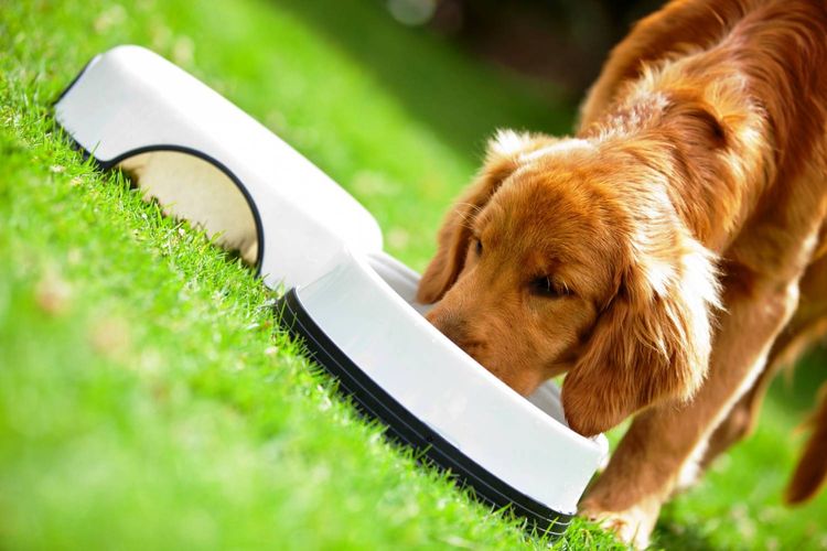 Le spaniel mange dans un bol