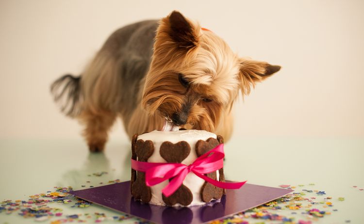 Yorkie mange du gâteau