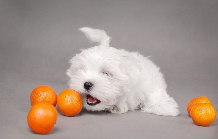 Un chien blanc mange des oranges