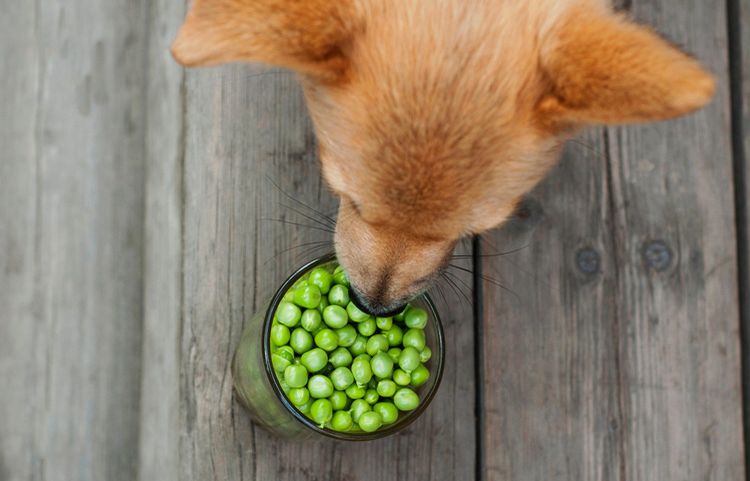 Chien de pois